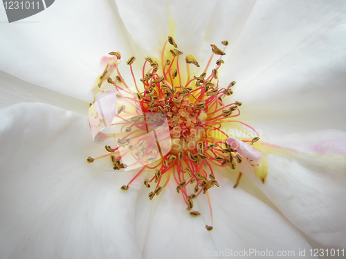 Image of White rose. Macro photo