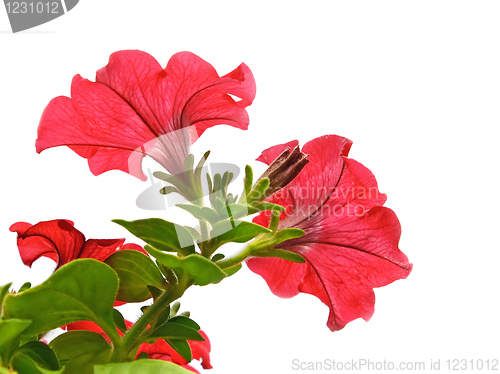 Image of Red flowers isolated on the white