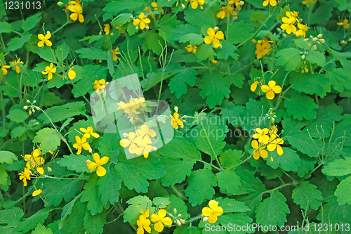 Image of Wild celandine