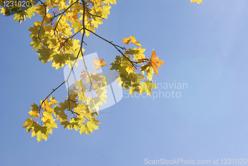 Image of An autumn branch