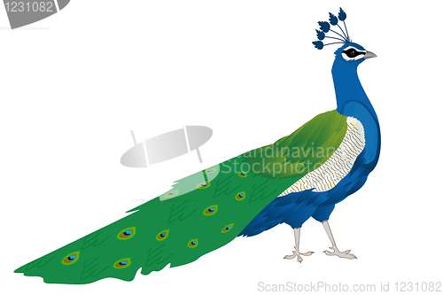 Image of Beautiful peacock