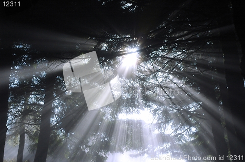 Image of subeams in forest