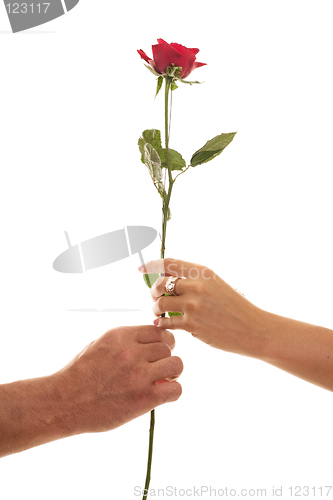 Image of Male and Female hold a Single Red Rose of Devotion