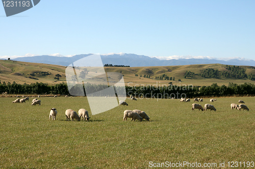 Image of summer pasture