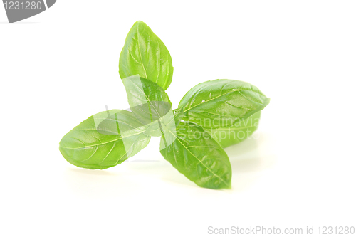 Image of Basil