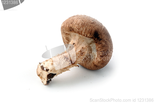 Image of Healthy food. Mushrooms
