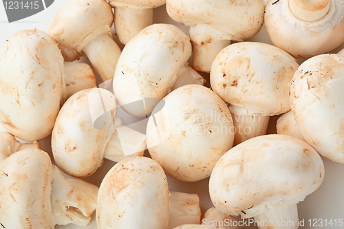 Image of Fresh mushrooms