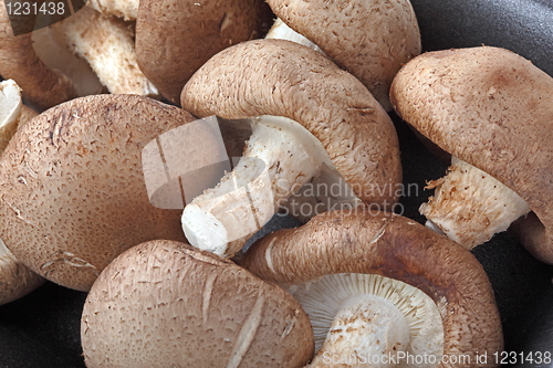 Image of Healthy food. Mushrooms