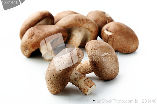 Image of Healthy food. Mushrooms