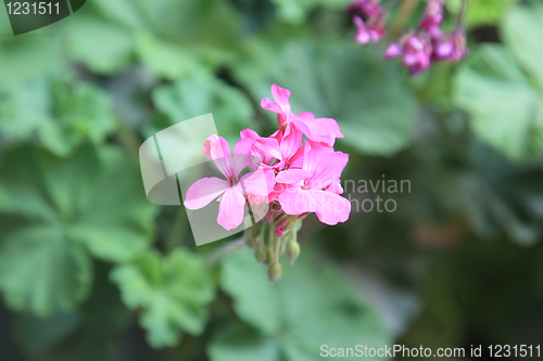 Image of The spring flowers