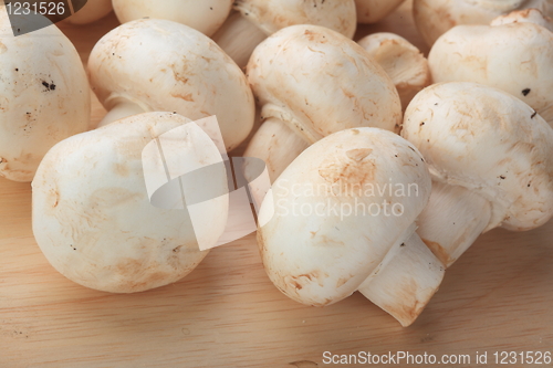 Image of Fresh mushrooms