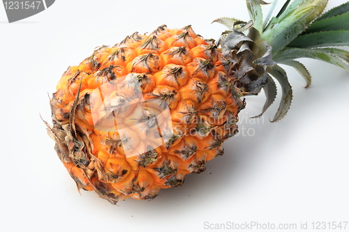 Image of The pineapple