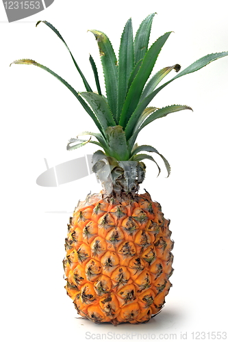 Image of The pineapple