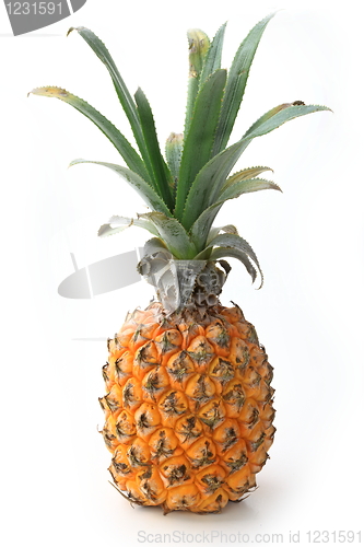 Image of The pineapple