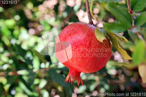 Image of The orchard