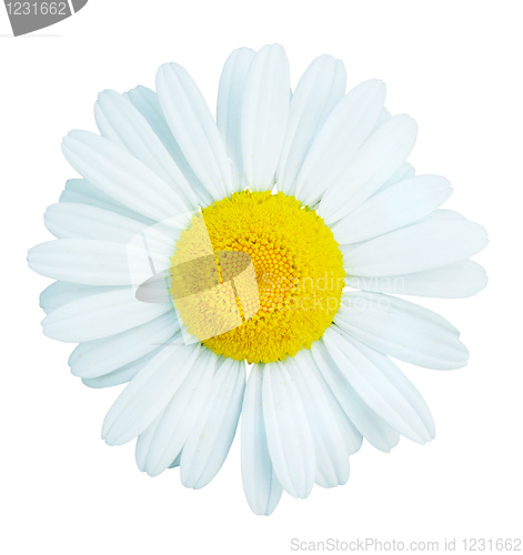 Image of camomile