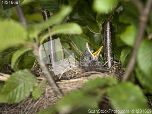 Image of blackbird