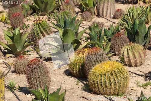 Image of Cactus farm