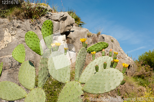 Image of Flowering cactus