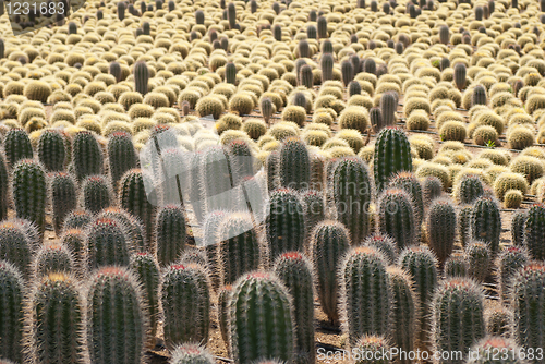 Image of Cactus farm