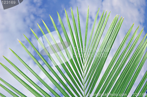 Image of Palm leaf