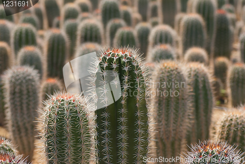 Image of Cactus farm