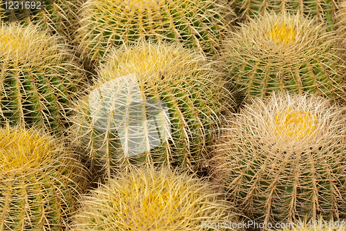 Image of Barrel cactus