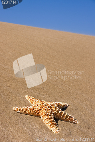 Image of Starfish