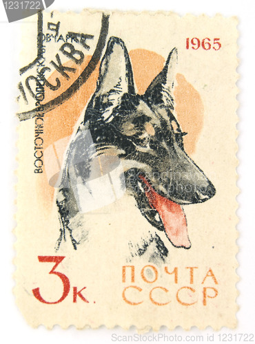 Image of A recessed stamp with a dog