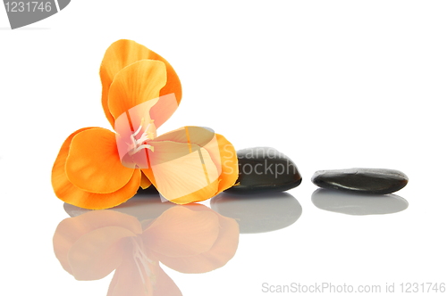 Image of flower