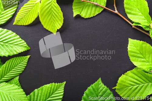 Image of leaves and copyspace