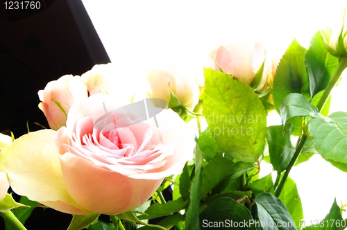 Image of bright pink roses