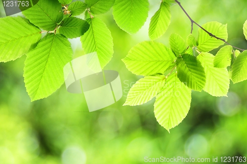 Image of nature