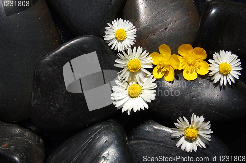 Image of daisy flowers on black stones