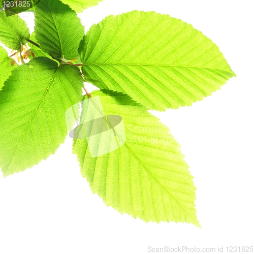 Image of summer leaves