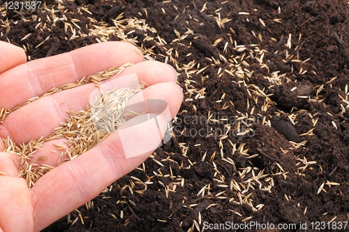 Image of hand sowing seed