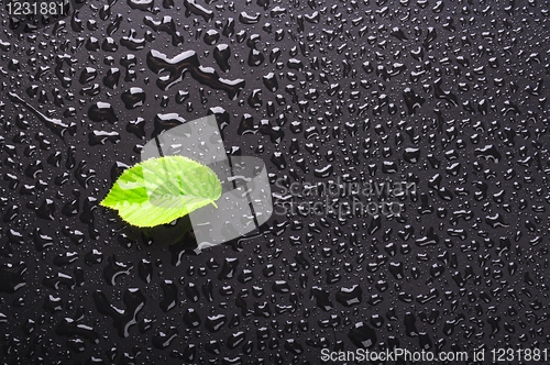 Image of leaf