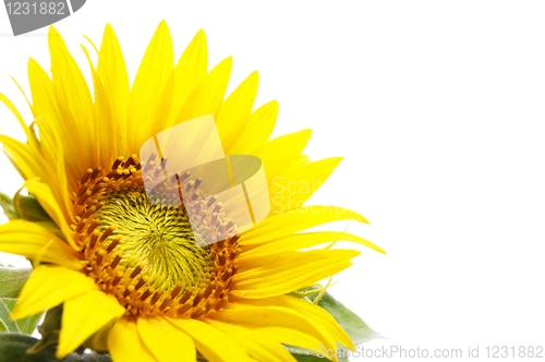 Image of sunflower