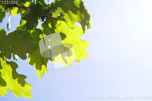 Image of leaves