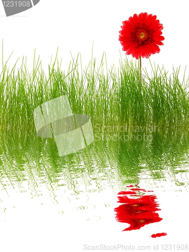 Image of flowers