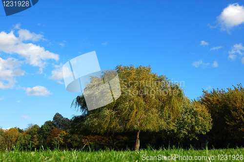 Image of forest and garden under blue sky at fall