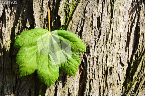 Image of leaf