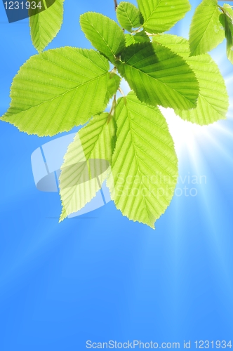 Image of blue sky and leaf