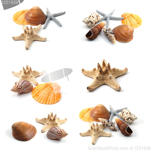 Image of seashells