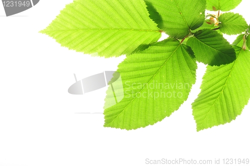 Image of leaf isolated