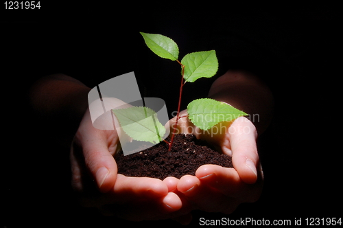 Image of hands soil and plant showing growth