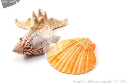 Image of Shell