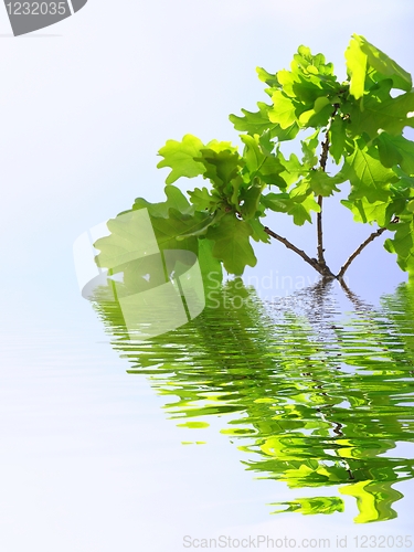 Image of green summer leaves