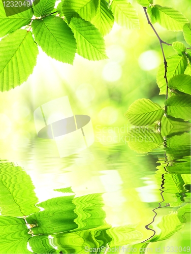 Image of green leaf and water