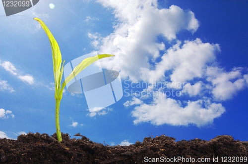 Image of young plant and blue sky